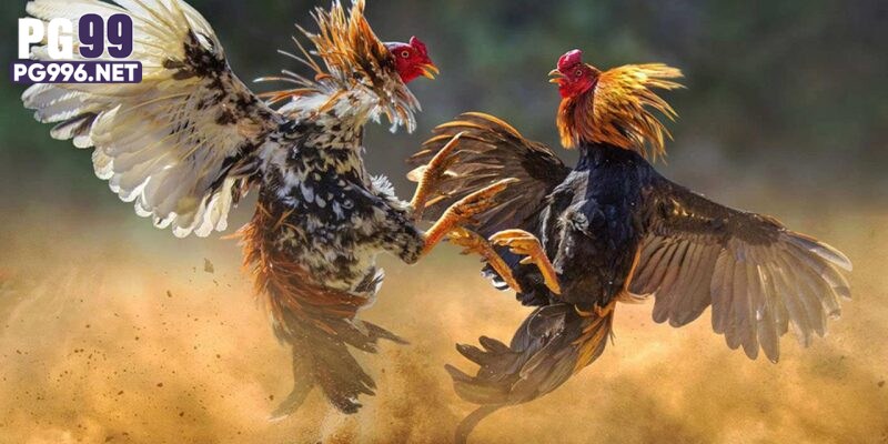 Livestream chất lượng full HD chính là yếu tố nổi bật